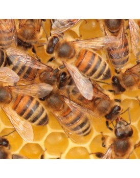 Große Bienenpatenschaft
